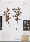 Foto von Salix fragilis L. x Salix pentandra L.